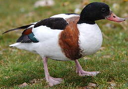 Common Shelduck