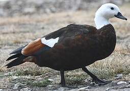 Paradise Shelduck