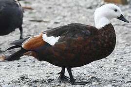 Paradise Shelduck