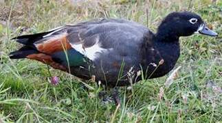 Paradise Shelduck