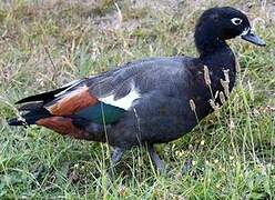 Paradise Shelduck