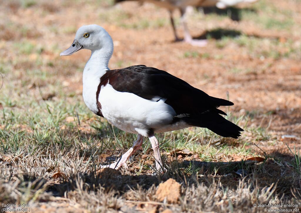 Radjah Shelduck