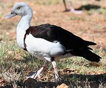 Radjah Shelduck