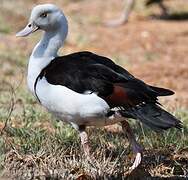 Radjah Shelduck