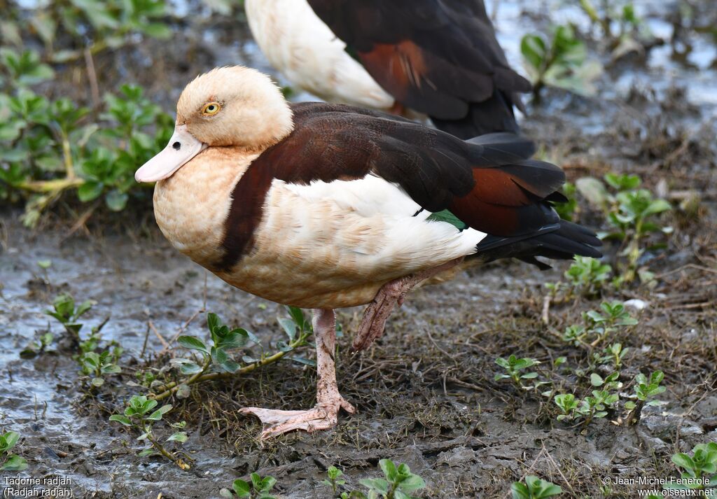 Radjah Shelduck