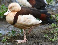 Radjah Shelduck