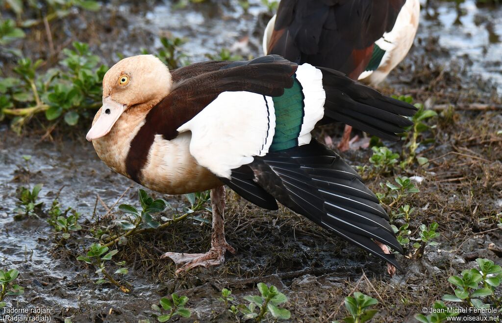 Radjah Shelduck