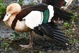 Radjah Shelduck