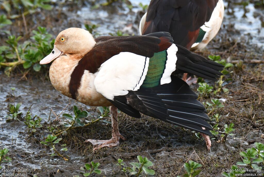 Radjah Shelduck