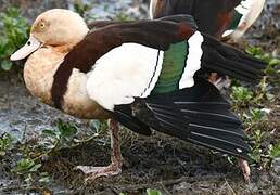 Radjah Shelduck