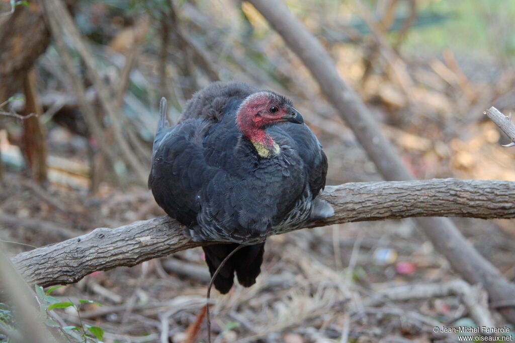 Australian Brushturkeyadult