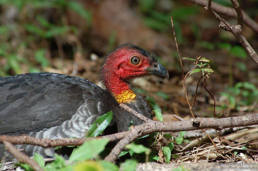 Australian Brushturkey