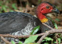 Australian Brushturkey