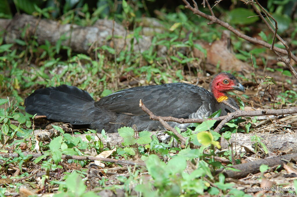 Australian Brushturkey