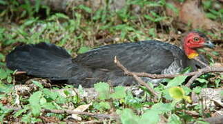 Australian Brushturkey