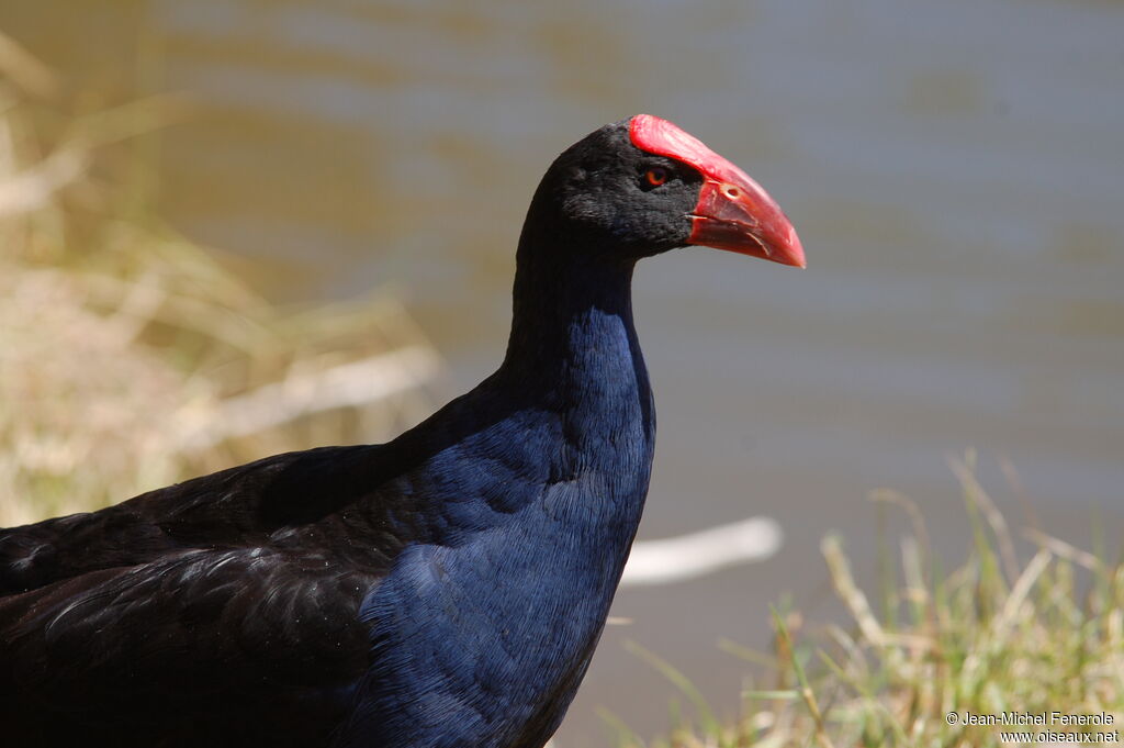 Australasian Swamphen