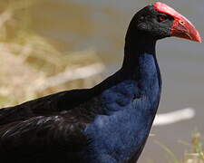 Australasian Swamphen