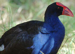 Australasian Swamphen