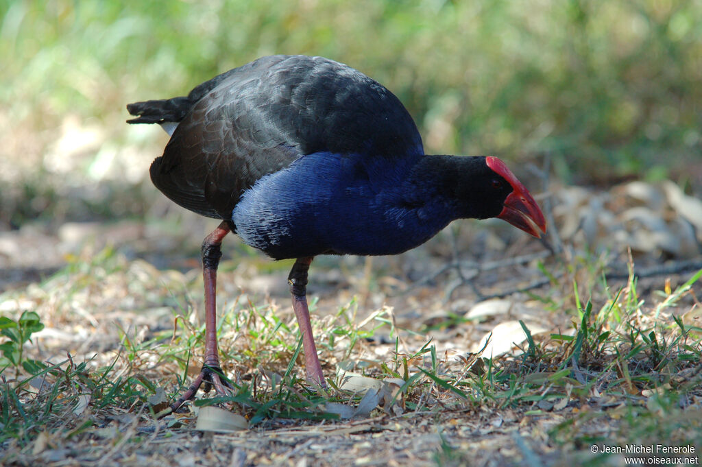 Australasian Swamphen