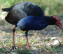 Australasian Swamphen