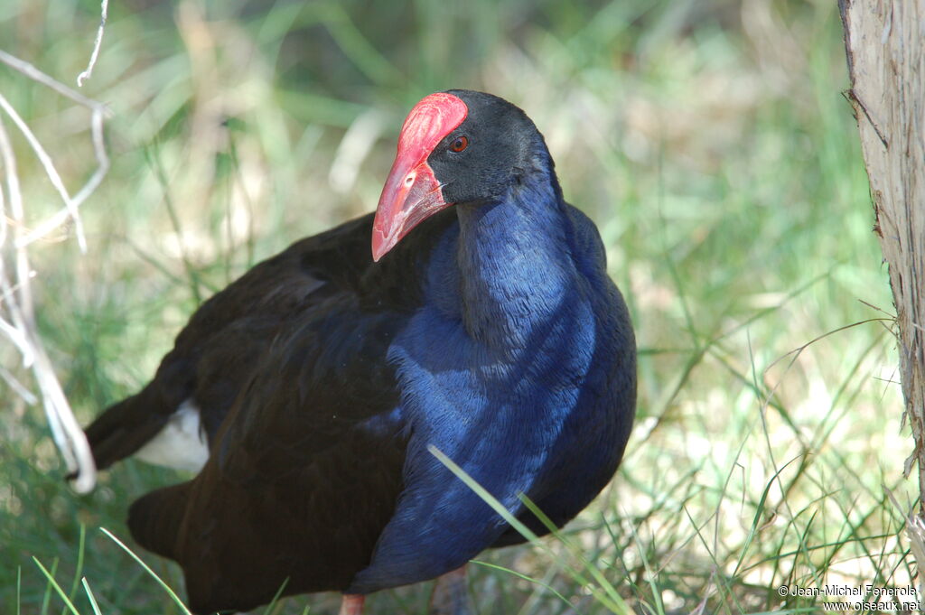 Australasian Swamphen