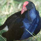 Talève australe