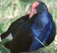 Australasian Swamphen