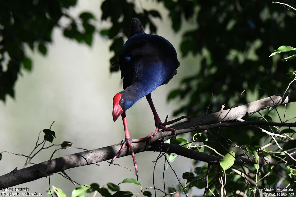 Australasian Swamphen