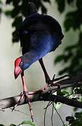 Australasian Swamphen