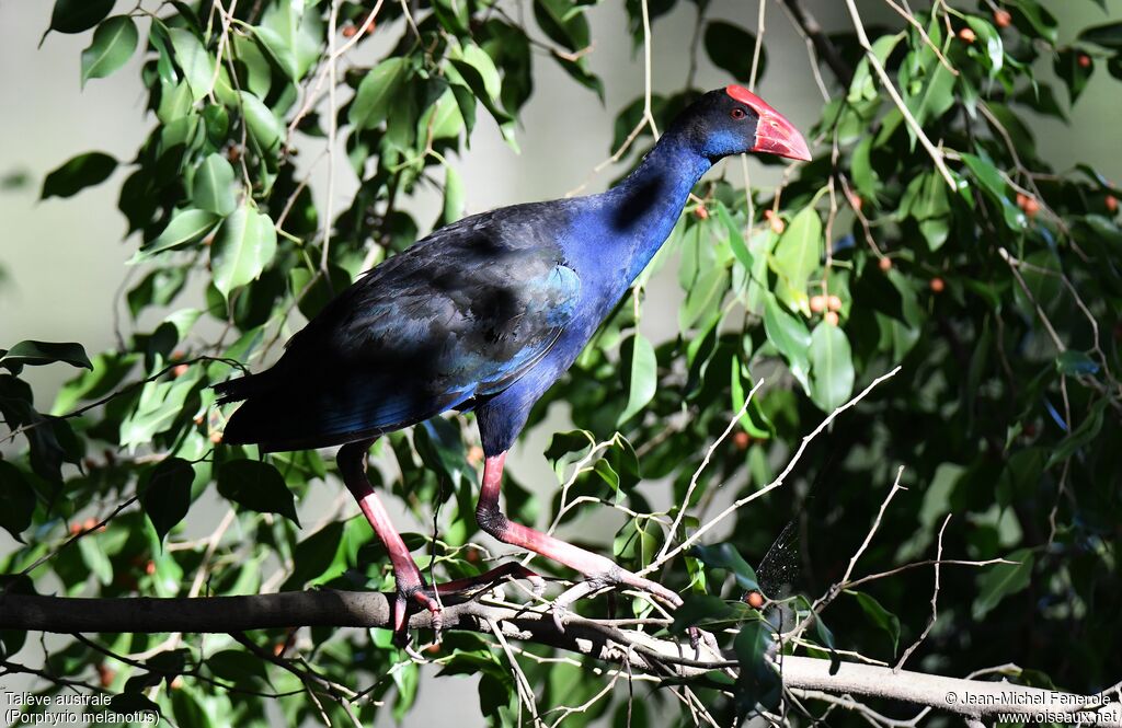 Australasian Swamphen