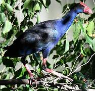 Australasian Swamphen