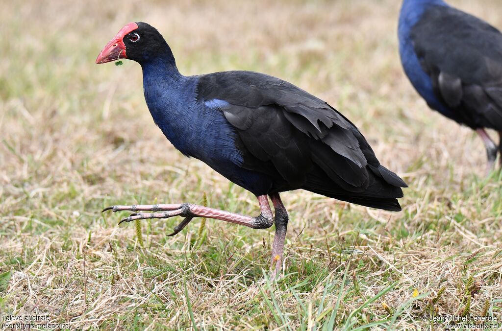 Australasian Swamphen