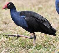 Australasian Swamphen