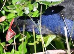 Australasian Swamphen