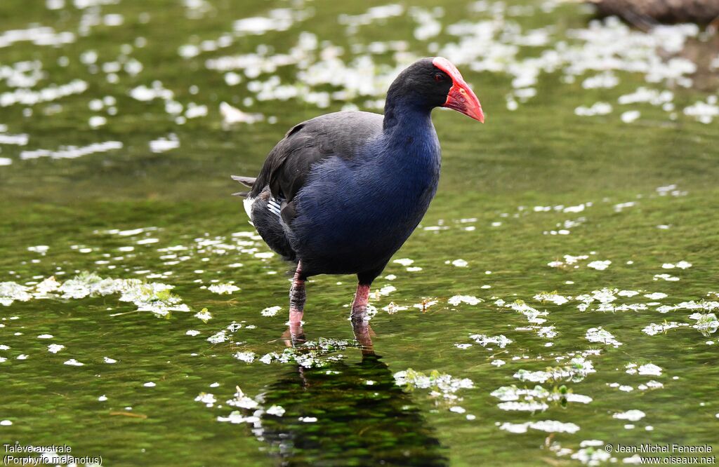 Australasian Swamphen