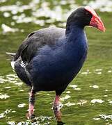 Australasian Swamphen