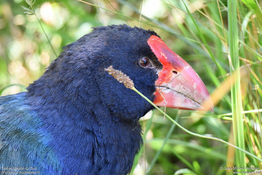 South Island Takahe