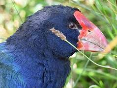 South Island Takahe