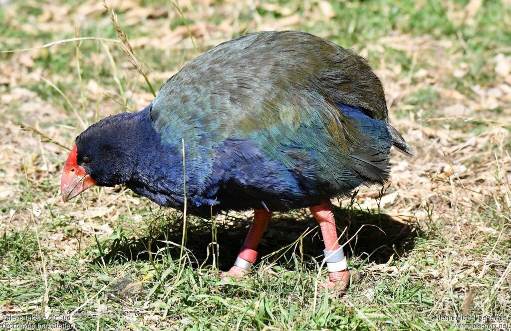 South Island Takahe