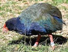 South Island Takahe