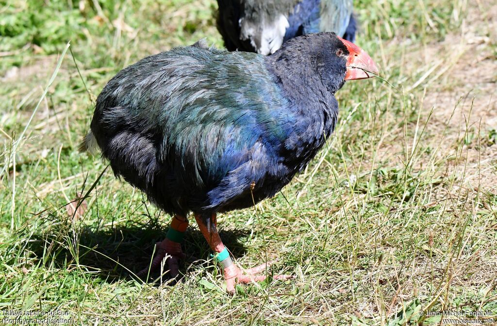 South Island Takahe