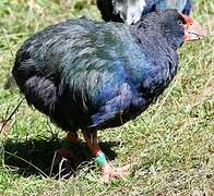 South Island Takahe