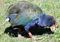 South Island Takahe