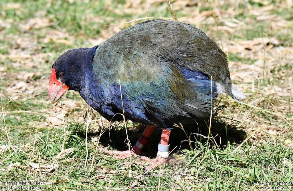 South Island Takahe