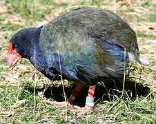 South Island Takahe