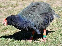 South Island Takahe