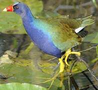 Purple Gallinule