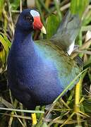 Purple Gallinule