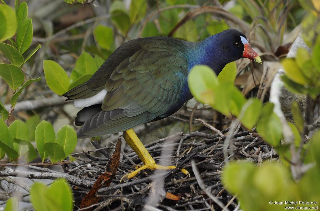 Purple Gallinule