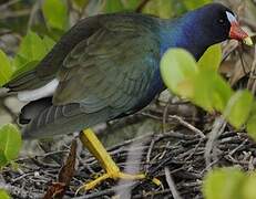 Purple Gallinule